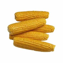 Maize Corn